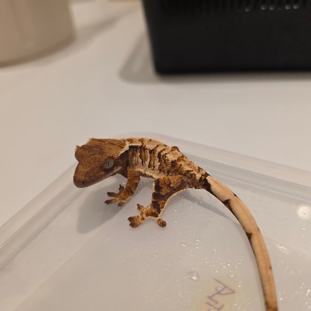 노멀 텐저린 할리퀸