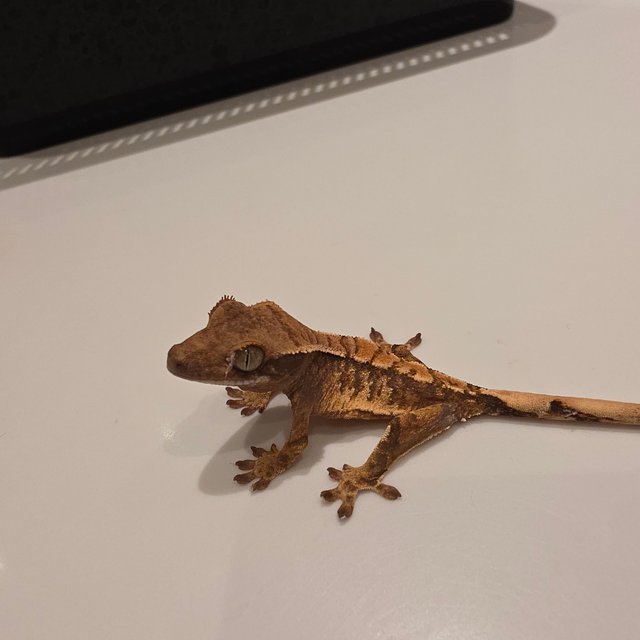 노멀 트라이 할리퀸 화이트 텐저린