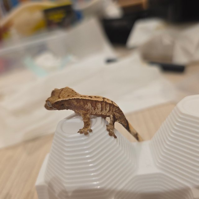 노멀 트라이 텐저린