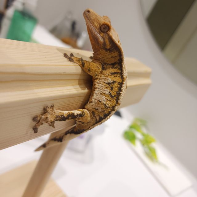 트라이
