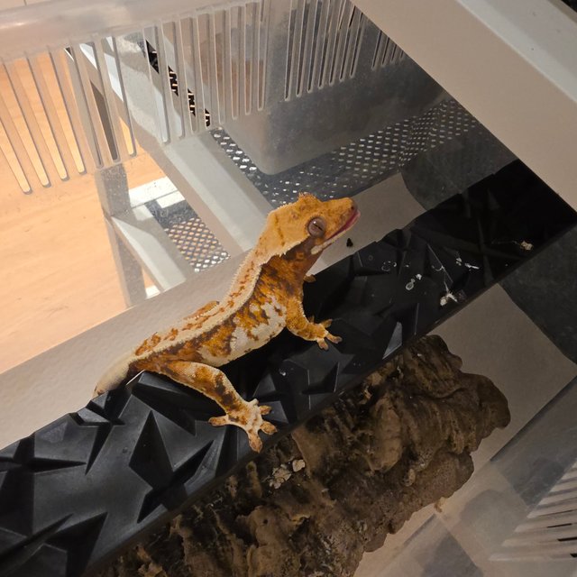 노멀 트라이 화이트핀 텐저린