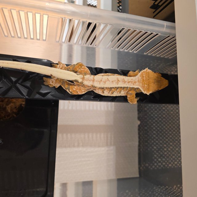 노멀 화이트핀 드리피 텐저린