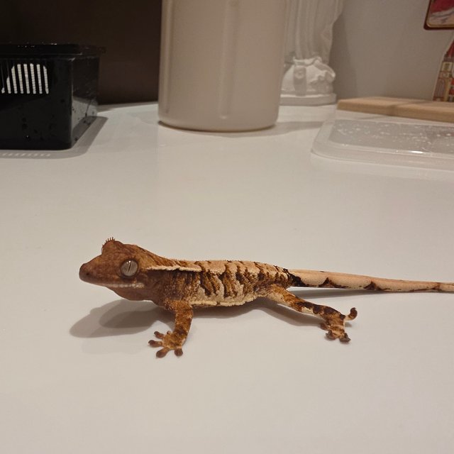 노멀 텐저린 할리퀸