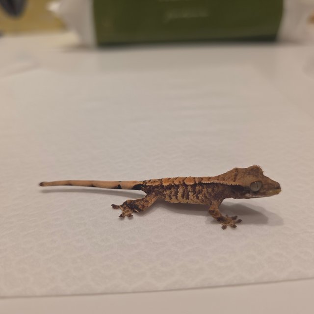 노멀 트라이 할리퀸 화이트 텐저린