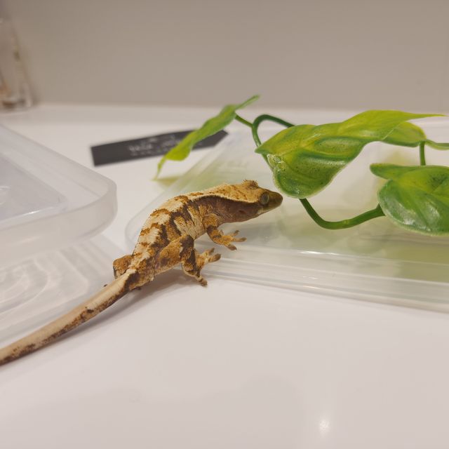 트라이