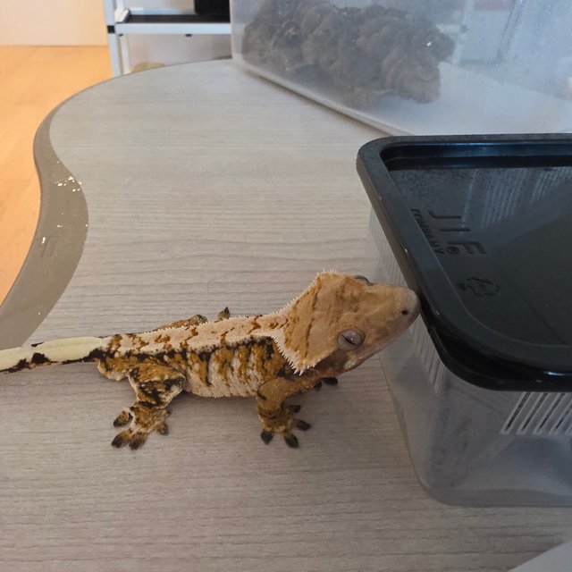 노멀 트라이 화이트스팟 화이트포트홀 텐저린