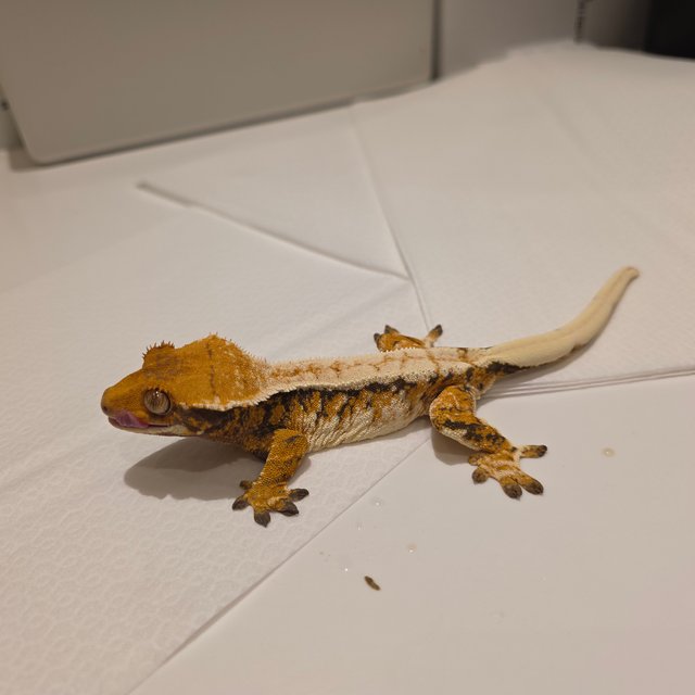 노멀 화이트핀 드리피 텐저린