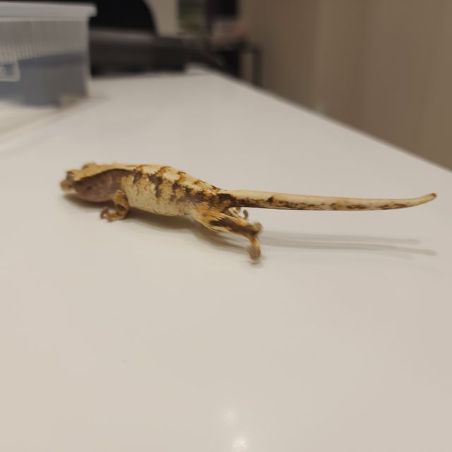 트라이