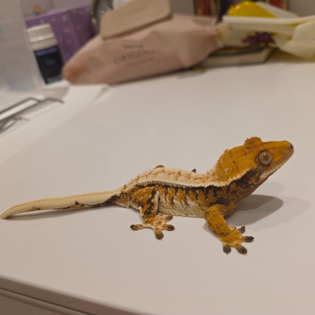 노멀 화이트핀 드리피 텐저린