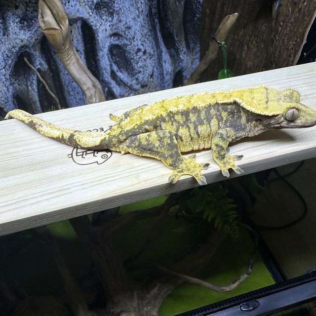 트라이