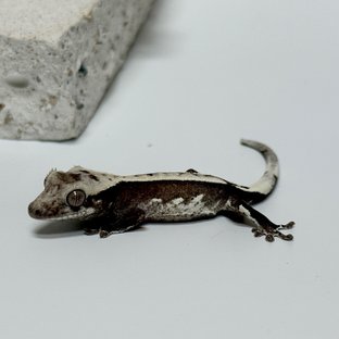 용식x론