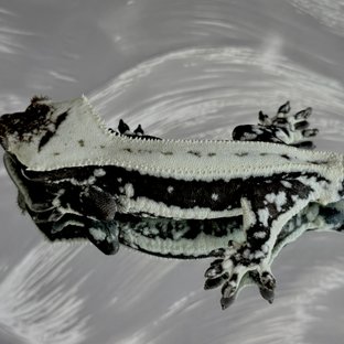 용식