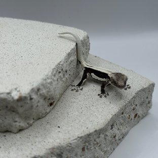 용식x론