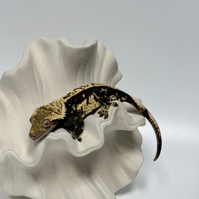 노멀 쿼드 풀핀 블랙 화이트