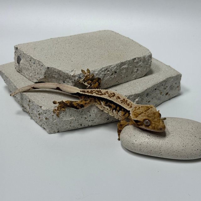 핀스트라이프 트라이 노멀 쿼드 풀핀