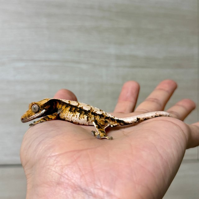 노멀 트라이 익스트림할리퀸 텐저린