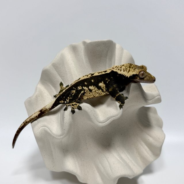 노멀 쿼드 풀핀 블랙 화이트