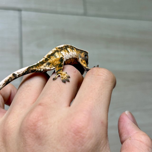 노멀 트라이 익스트림할리퀸 텐저린