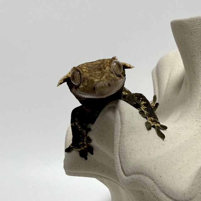 노멀 쿼드 풀핀 블랙 화이트