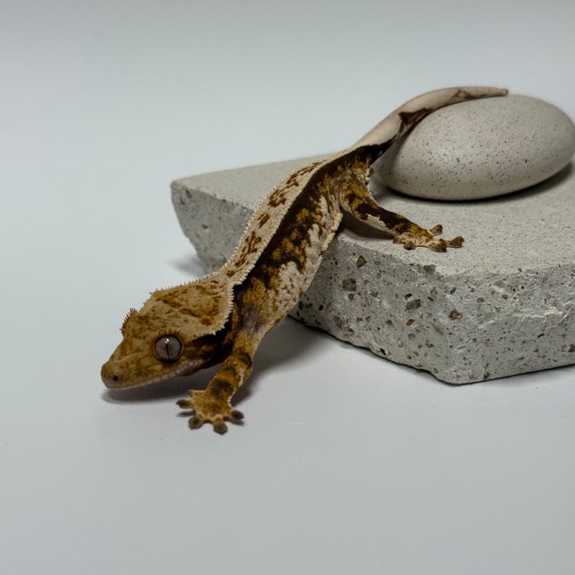 핀스트라이프 트라이 노멀 쿼드 풀핀