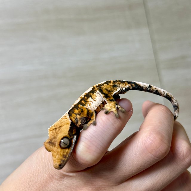 노멀 트라이 익스트림할리퀸 텐저린