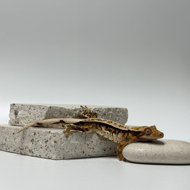 핀스트라이프 트라이 노멀 쿼드 풀핀