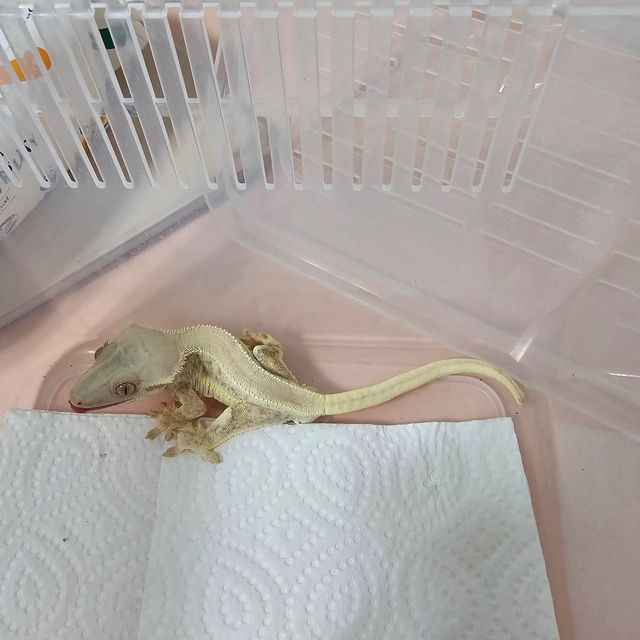 릴리화이트
