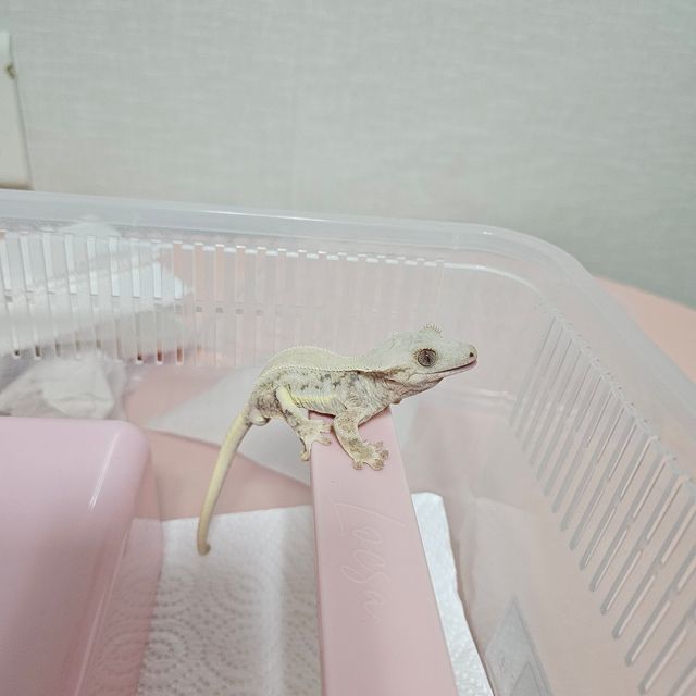 릴리화이트