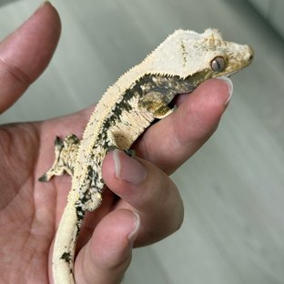 노멀 드리피