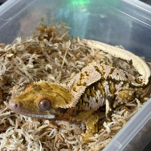 노멀 트라이 익스트림할리퀸