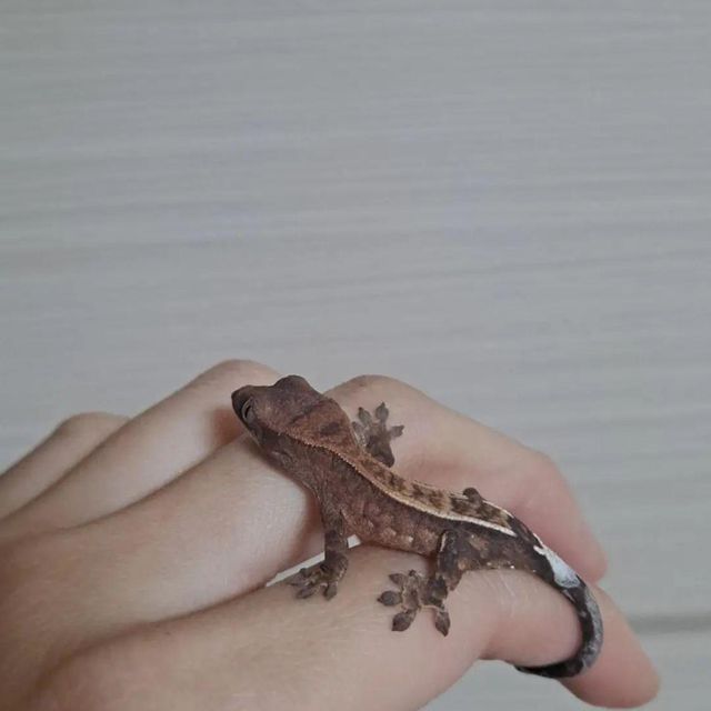 카푸치노 크림