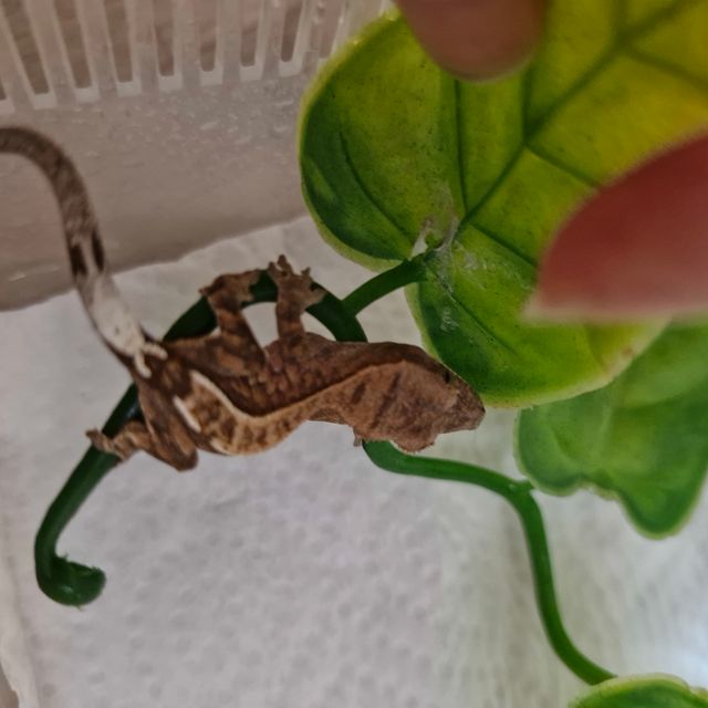 카푸치노 크림