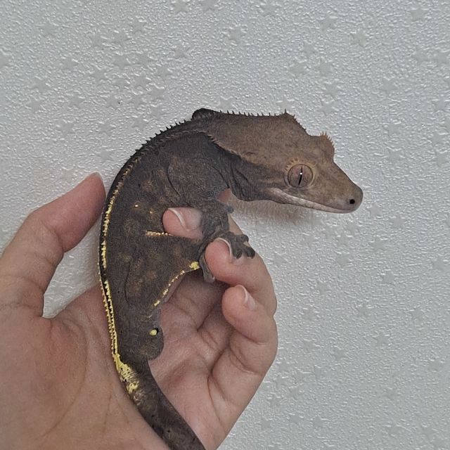 카푸치노