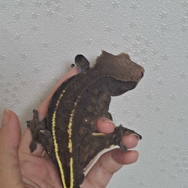카푸치노