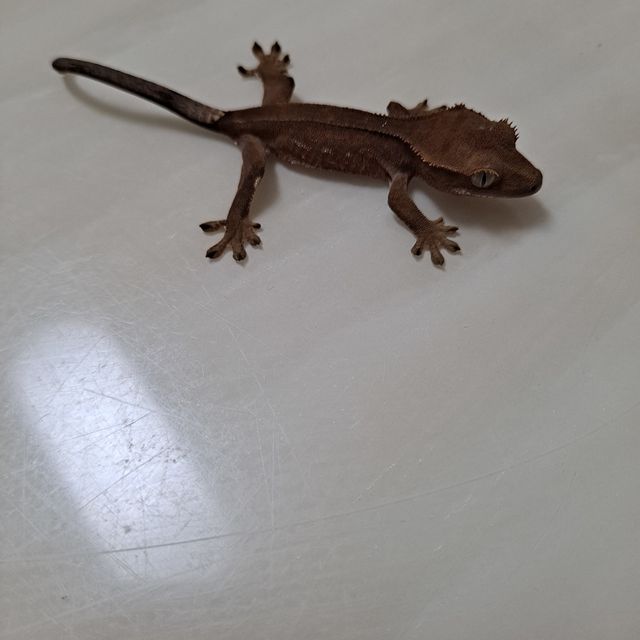 노멀 바이 레드