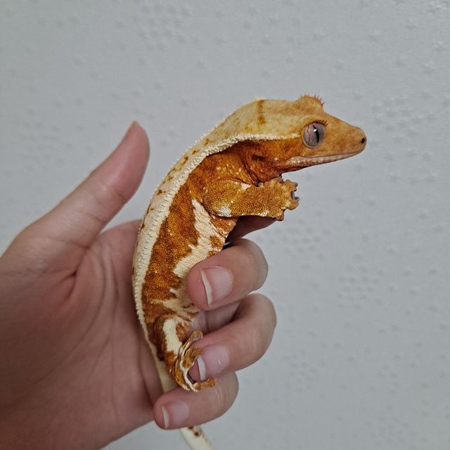 크림 릴리화이트
