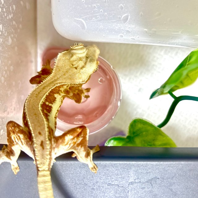 릴리화이트 화이트 레드 크림 바이 솔리드백