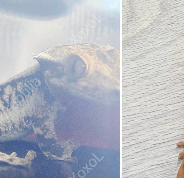 릴리화이트 화이트 레드 크림 바이 솔리드백