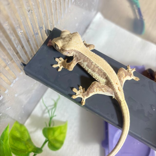 릴리화이트 화이트 레드 크림 바이 솔리드백