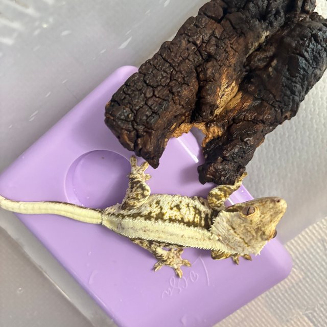 릴리화이트 솔리드백 화이트 크림 화이트핀