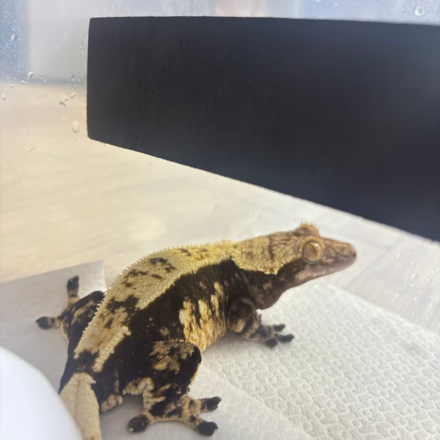 노멀 할리퀸 블랙 옐로우 다크