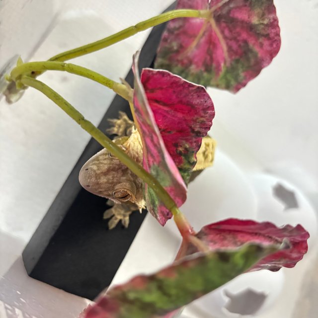 노멀 할리퀸 블랙 옐로우 다크