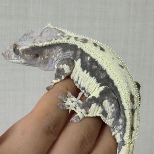프라푸치노