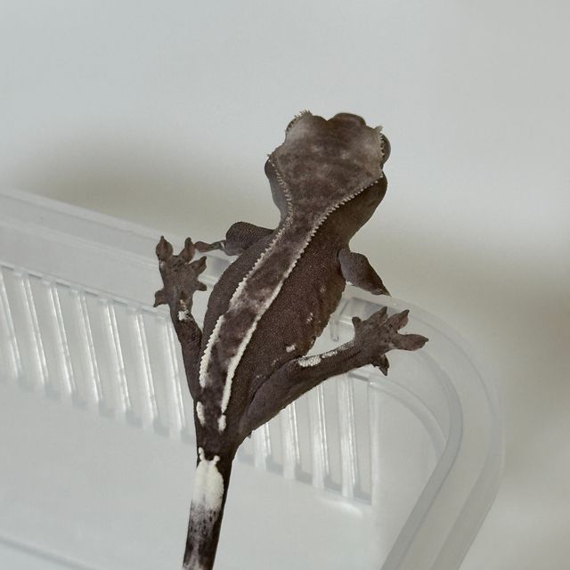 아잔틱