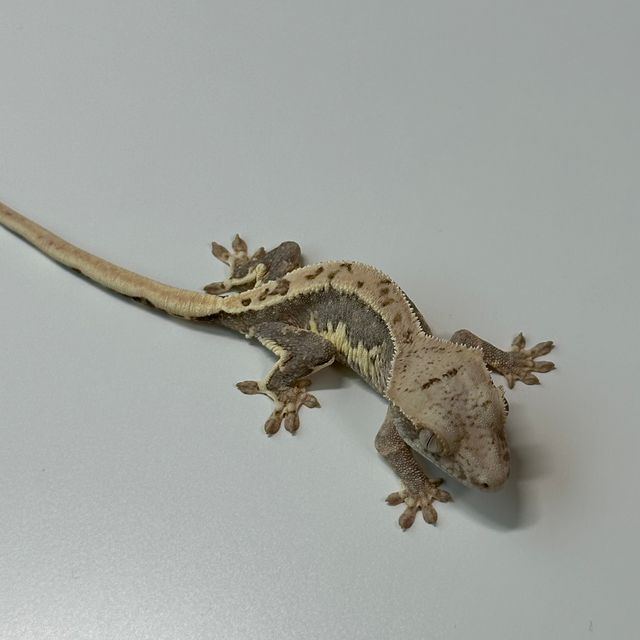 릴리100%헷아잔틱
