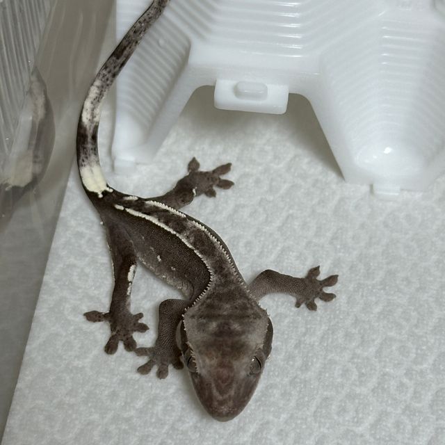 아잔틱