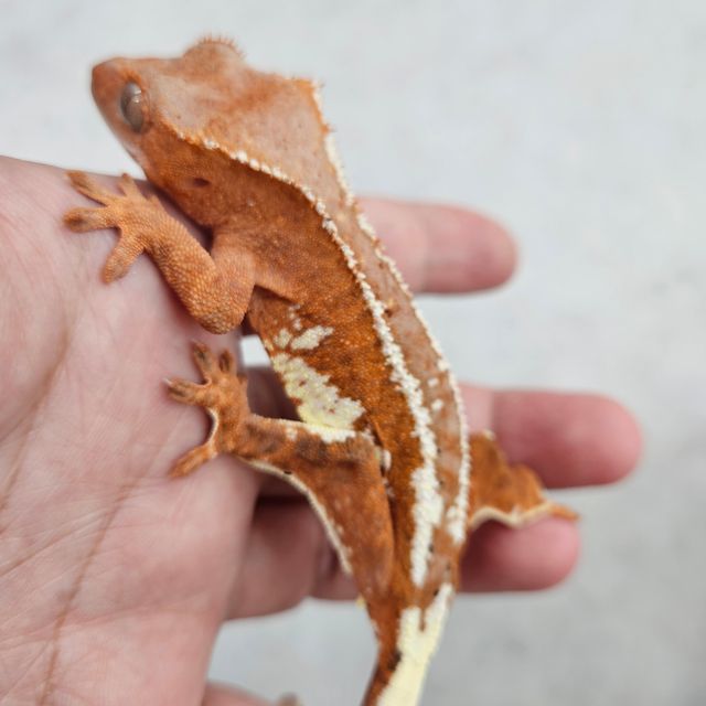 프라푸치노