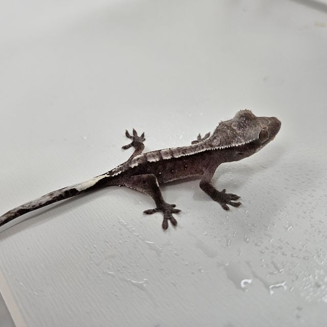 아잔틱
