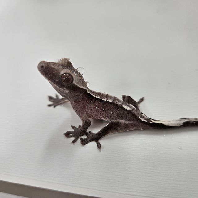 아잔틱