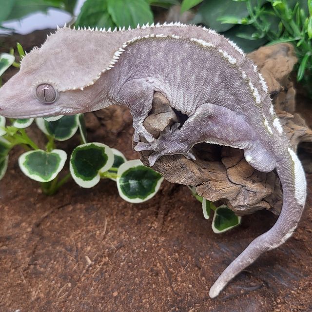아잔틱